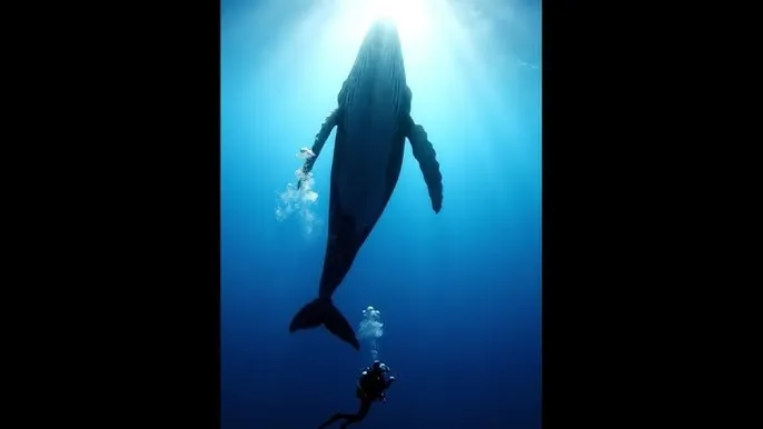 恋系纪念日 - 深蓝星球：探索海洋深处的未知世界